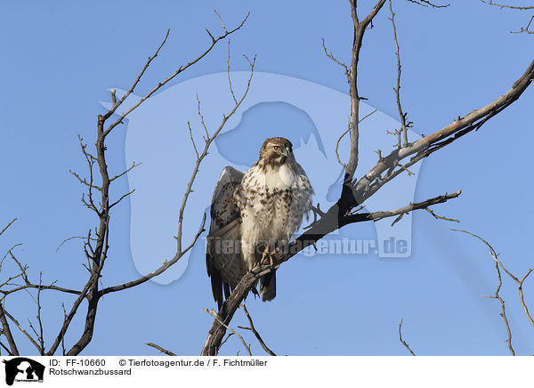 Rotschwanzbussard / red-tailed hawk / FF-10660