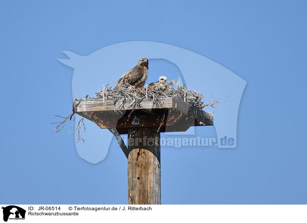 Rotschwanzbussarde / red-tailed hawks / JR-06514