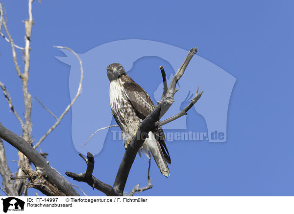 Rotschwanzbussard / red-tailed hawk / FF-14997