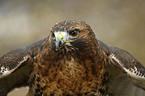 Rotschwanzbussard