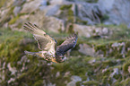 fliegender Rotschwanzbussard