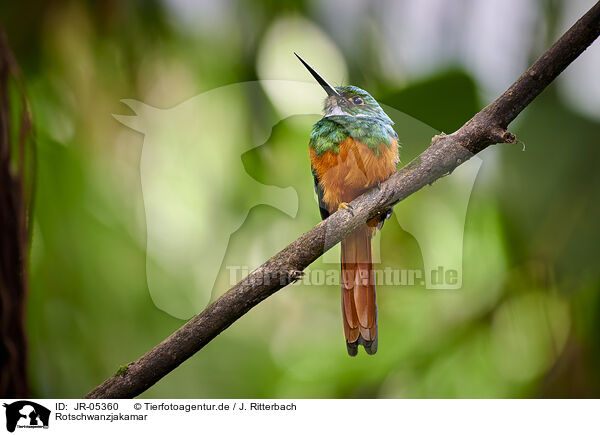 Rotschwanzjakamar / black-chinned jacamar / JR-05360