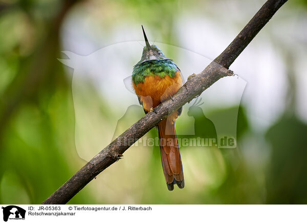 Rotschwanzjakamar / black-chinned jacamar / JR-05363