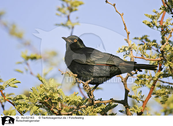 Rotschwingenstar / african red-winged starling / HJ-02163