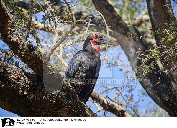 Rotwangenhornrabe / southern ground hornbill / JR-05330