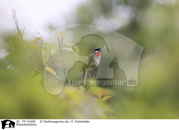 Rubinkehlchen / rubythroat / FF-14358