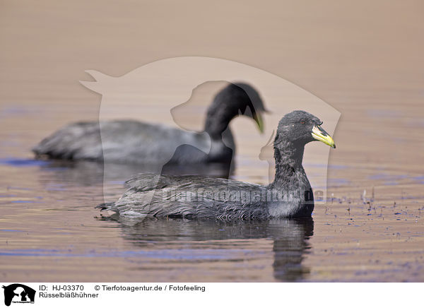 Rsselblhhner / horned coots / HJ-03370