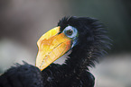Runzelhornvogel