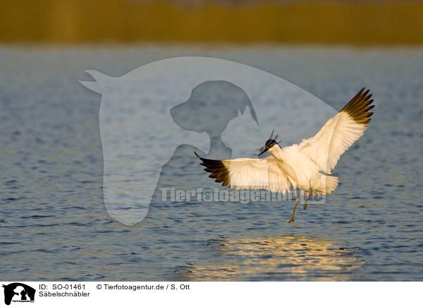 Sbelschnbler / pied avocet / SO-01461