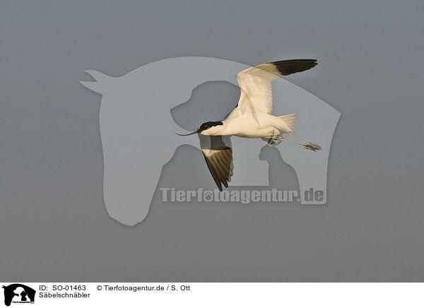 Sbelschnbler / pied avocet / SO-01463