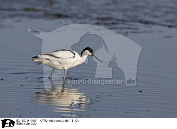 Sbelschnbler / pied avocet / SO-01468