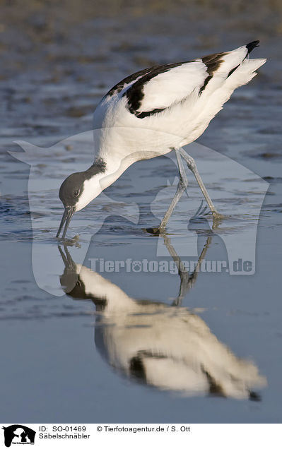 Sbelschnbler / pied avocet / SO-01469