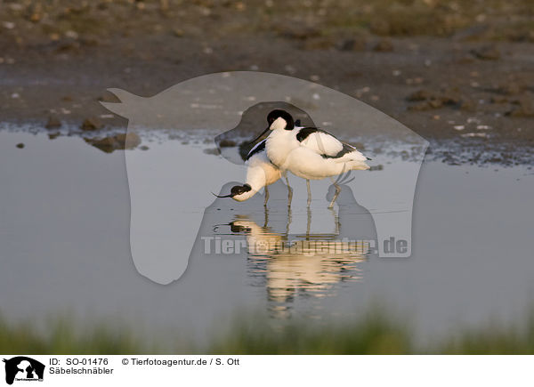 Sbelschnbler / pied avocet / SO-01476