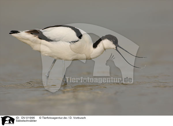 Sbelschnbler / pied avocet / DV-01996
