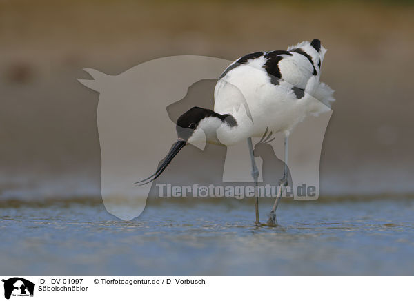 S�belschn�bler / pied avocet / DV-01997