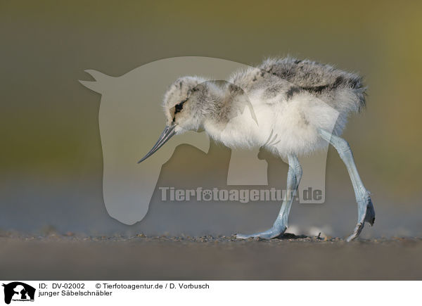 junger Sbelschnbler / young pied avocet / DV-02002