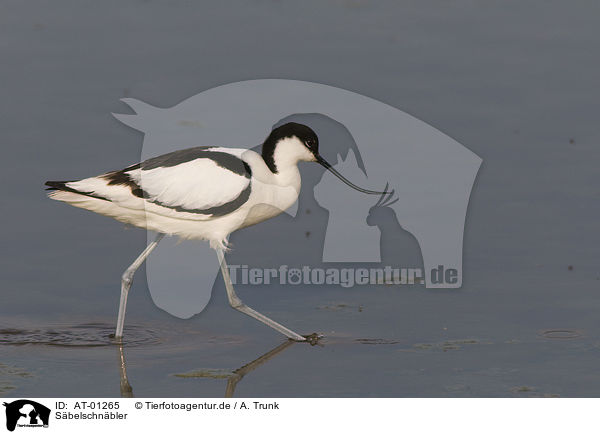Sbelschnbler / Pied Avocet / AT-01265