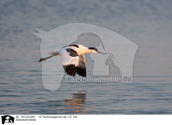 Sbelschnbler / pied avocet / SO-02308