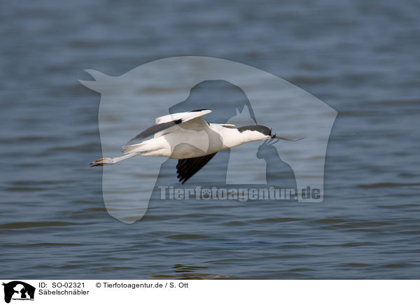 Sbelschnbler / pied avocet / SO-02321