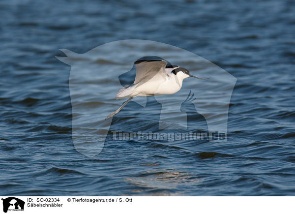 Sbelschnbler / pied avocet / SO-02334