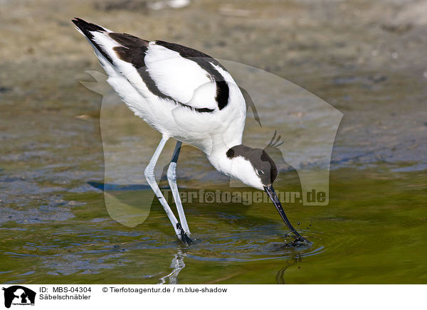 Sbelschnbler / pied avocet / MBS-04304
