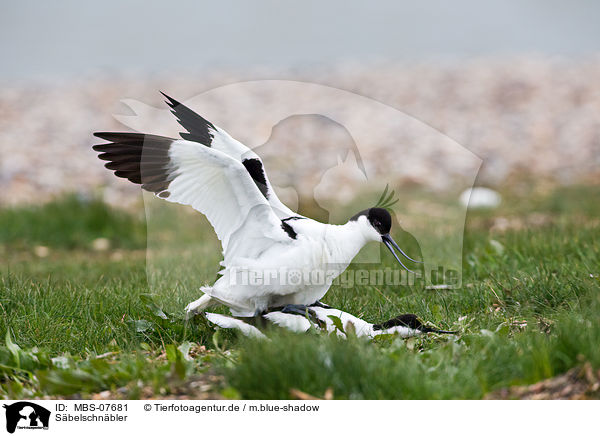 S�belschn�bler / pied avocet / MBS-07681