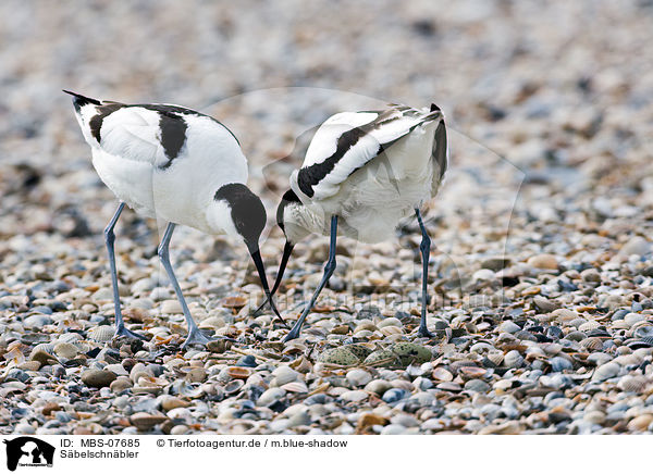 Sbelschnbler / pied avocet / MBS-07685