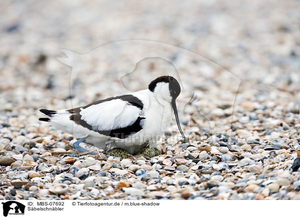 S�belschn�bler / pied avocet / MBS-07692