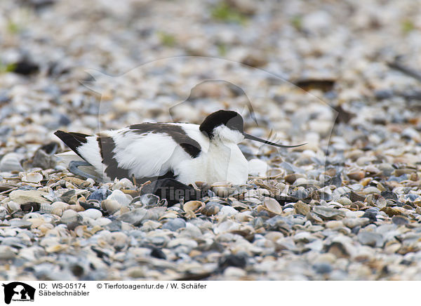 Sbelschnbler / pied avocet / WS-05174