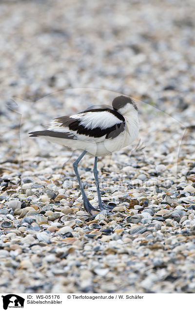 Sbelschnbler / pied avocet / WS-05176