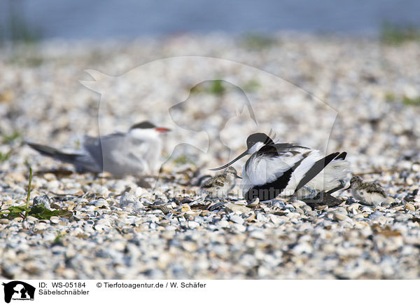 Sbelschnbler / pied avocet / WS-05184