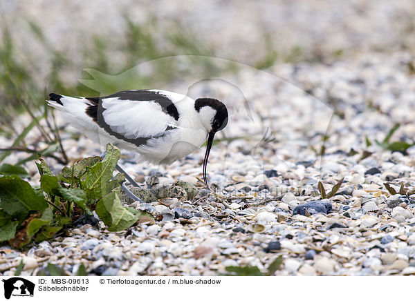 Sbelschnbler / pied avocet / MBS-09613