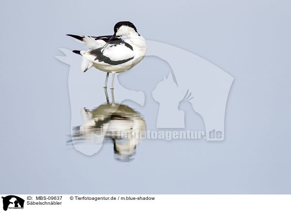 Sbelschnbler / MBS-09637