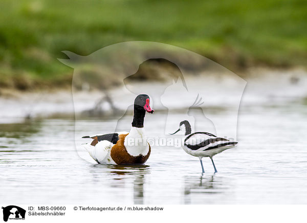 Sbelschnbler / pied avocet / MBS-09660