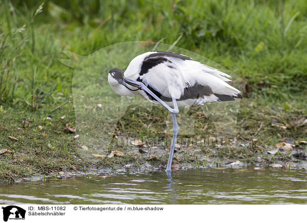 Sbelschnbler / pied avocet / MBS-11082