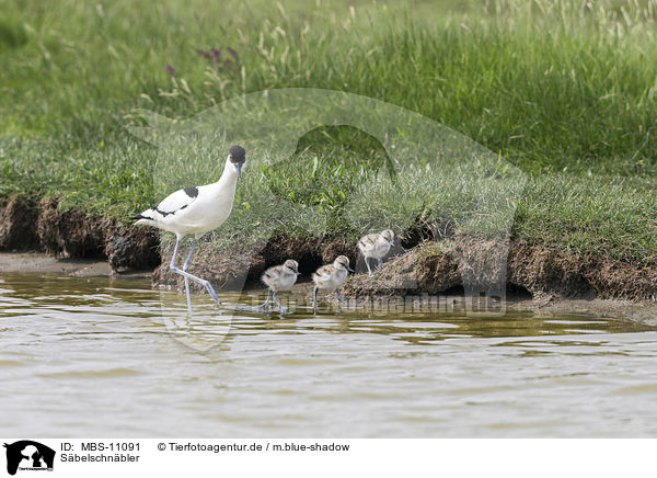 Sbelschnbler / pied avocet / MBS-11091