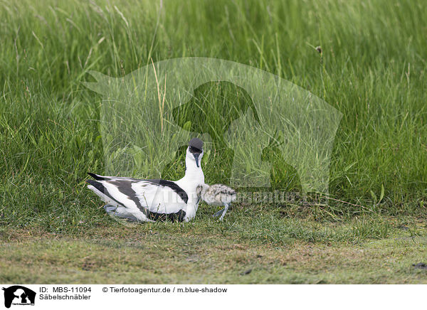 Sbelschnbler / pied avocet / MBS-11094