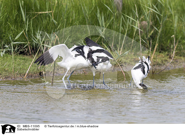 Sbelschnbler / pied avocet / MBS-11095