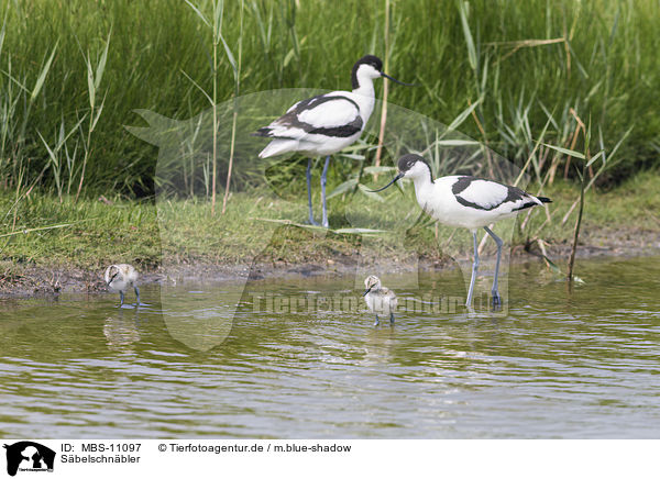 Sbelschnbler / pied avocet / MBS-11097