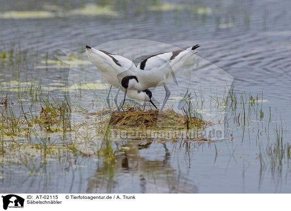 Sbelschnbler / pied avocet / AT-02115