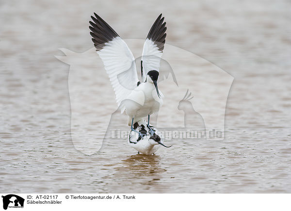 Sbelschnbler / pied avocet / AT-02117