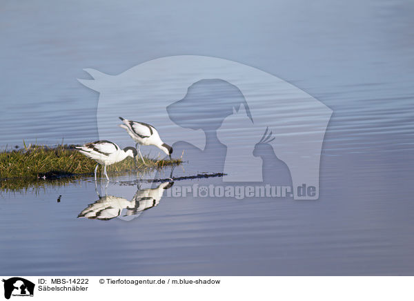 S�belschn�bler / pied avocet / MBS-14222