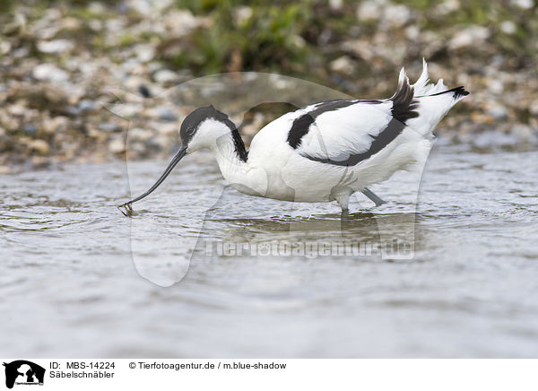 S�belschn�bler / pied avocet / MBS-14224