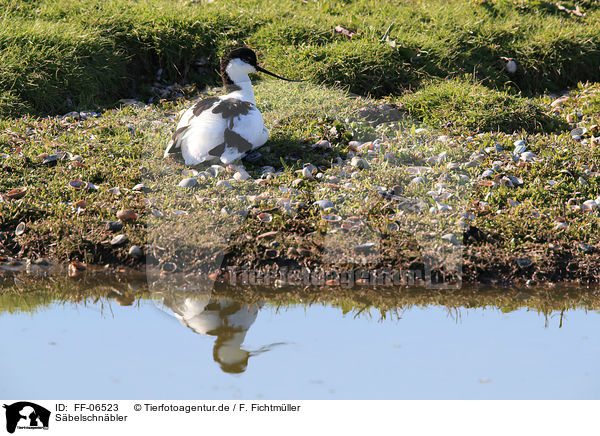 Sbelschnbler / pied avocet / FF-06523