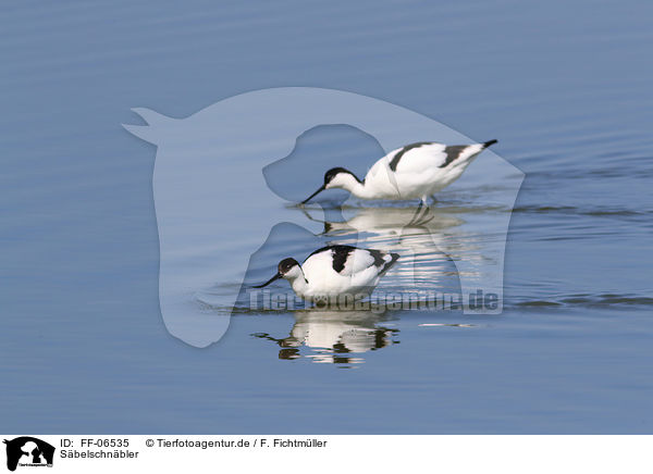 Sbelschnbler / pied avocet / FF-06535