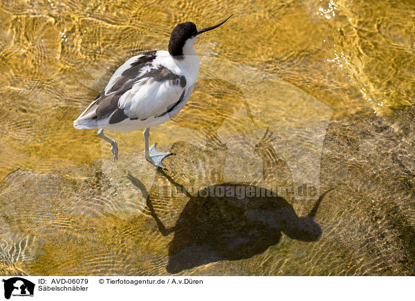 Sbelschnbler / pied avocet / AVD-06079