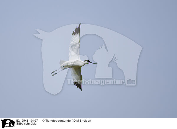 Sbelschnbler / pied avocet / DMS-10167