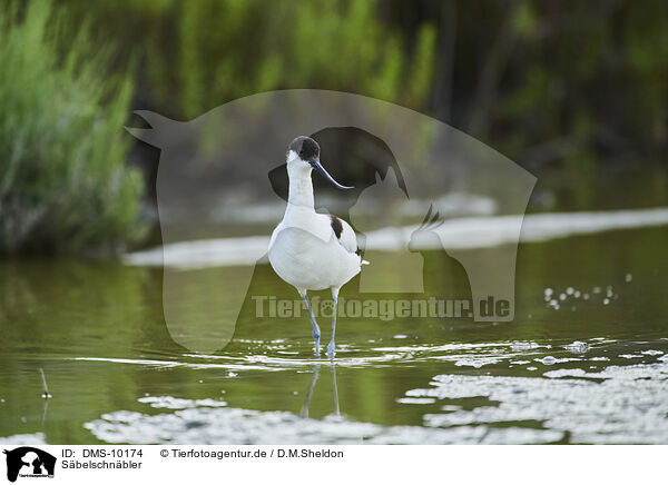 Sbelschnbler / pied avocet / DMS-10174