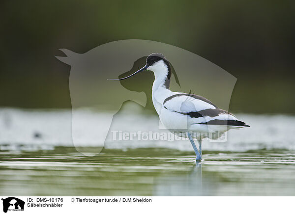 Sbelschnbler / pied avocet / DMS-10176