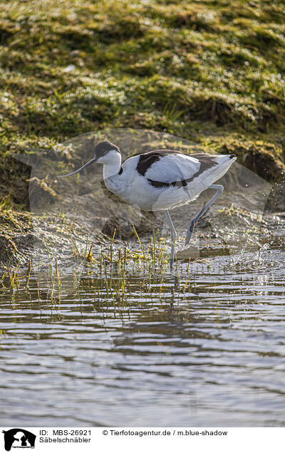 Sbelschnbler / pied avocet / MBS-26921